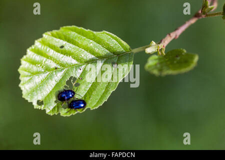 Alder Leaf Beetle Agelastica alni su alder europeo Alnus glutinosa Foto Stock