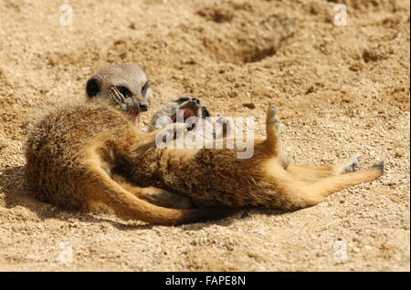 Due simpatici giovani Meerkats giocando Foto Stock