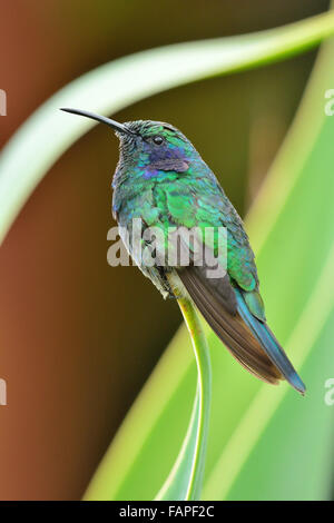 Hummingbird verde-incoronato brillante sul lasciare in Costa Rica foresta Foto Stock