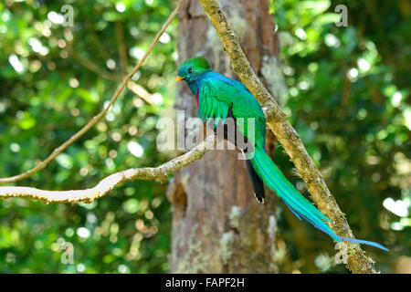 Risplendente Quetzal in Costa Rica il cloud forest Foto Stock