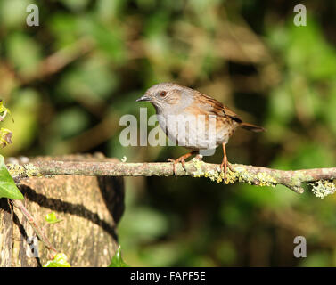 Ritratto di un Dunnock Foto Stock