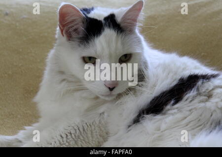 Bella immagine di gatto di salvataggio bianco e nero con capelli lunghi, occhi verdi luminosi coperti in grandi macchie che si adagia su morbida coperta sul divano. Foto Stock