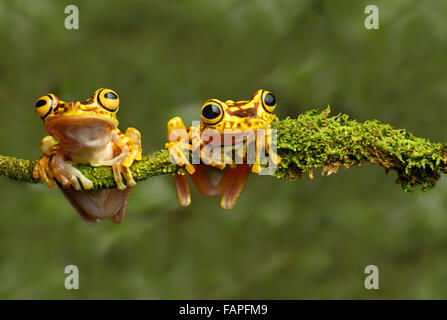 Due Imbabura Treefrogs (Hypsiboas pictuator), Treefrog (Famiglia Hylidae), Choco foresta pluviale, Ecuador Foto Stock