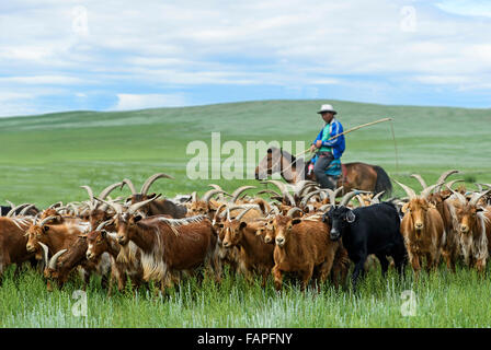 Nomadi mongoli herder a cavallo stalle la sua mandria di capre Kashmir, Dashinchilen, Bulgan Aimag, Mongolia Foto Stock