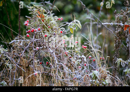 Bacche di Rosa canina. La brina mattutina. Autunno brina sull'erba. La brina sulle boccole. Il fogliame di autunno. Foglie d'oro. L'Ucraina Carpathia Foto Stock