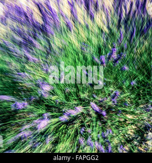 Movimento sfocate di fioritura fiori di lavanda, Provence, Francia Foto Stock