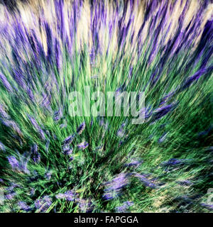 Movimento sfocate di fioritura fiori di lavanda, Provence, Francia Foto Stock