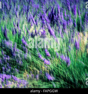 Movimento sfocate di fioritura fiori di lavanda, Provence, Francia Foto Stock
