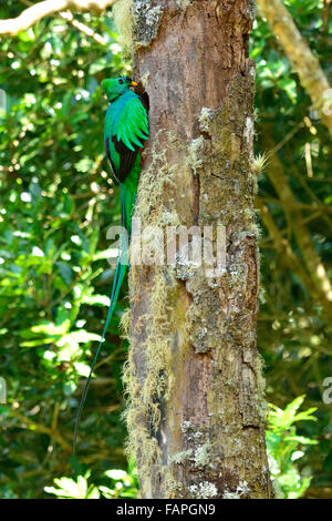 Risplendente Quetzal sul nido Foto Stock