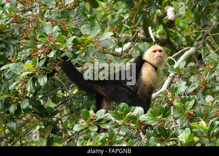 Bianco-throated cappuccini con cub sull'albero Costa Rica Foto Stock