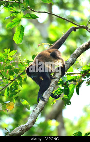 Una scimmia di Howler In Costa rica nella foresta pluviale Foto Stock