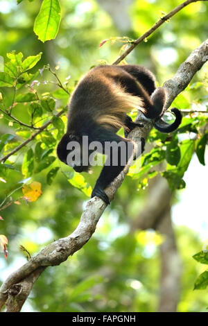 Una scimmia di Howler In Costa rica nella foresta pluviale Foto Stock