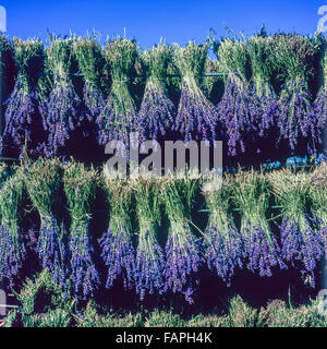 Essiccazione di fiori di lavanda legati in mazzi, Vaucluse Provence, Francia Foto Stock