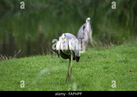 Airone cenerino - Ardea cinerea - attenta occhiata Foto Stock