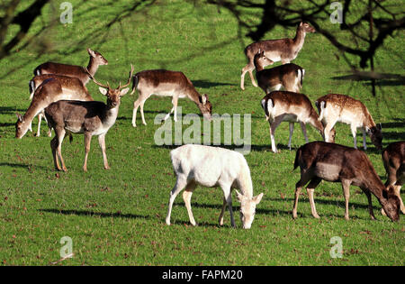 Allevamento di cervi in un parco all'inglese con caprioli, cervi e daini Albini Foto Stock