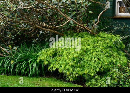 Acer palmatum dissectum strato di sottobosco di rododendro underplant ombra ombra casa laterale RM Floral Foto Stock