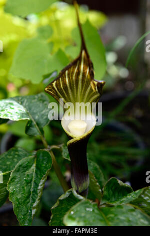 Arisaema sikokianum viola marrone e bianco fiore con cappuccio cobra lily jack in il pulpito in legno di piante di bosco fogliame floreale RM Foto Stock