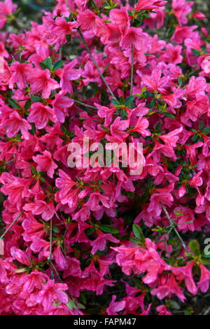 Azalea kathleen rosa fiore fiori fioritura molla display arbusti in fiore parco kennedy wexford floreale RM Foto Stock