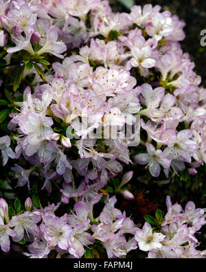 Azalea kurume irohayama lilla bianco fiore fiori fioritura molla display arbusti in fiore parco kennedy wexford floreale RM Foto Stock