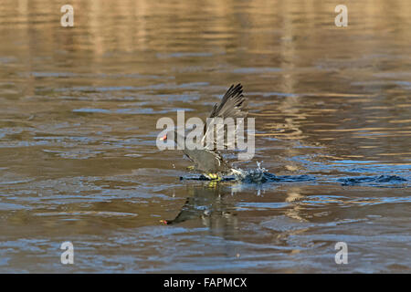 , Moorhen Gallinula chloropus, in esecuzione su ghiaccio Foto Stock