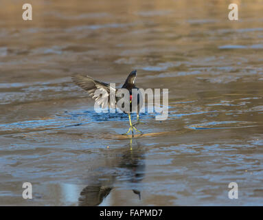 , Moorhen Gallinula chloropus, in esecuzione su ghiaccio Foto Stock