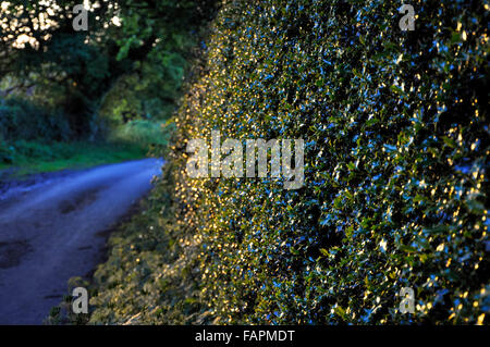 Verde profondo Holly hedge in un paese di lingua inglese corsia su una sera d'estate. Foto Stock