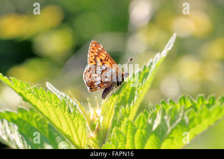 Il duca di Borgogna butterfly Hamearis lucina crogiolarsi al sole nel Silverdale area intorno alla baia di Morecome Inghilterra Foto Stock