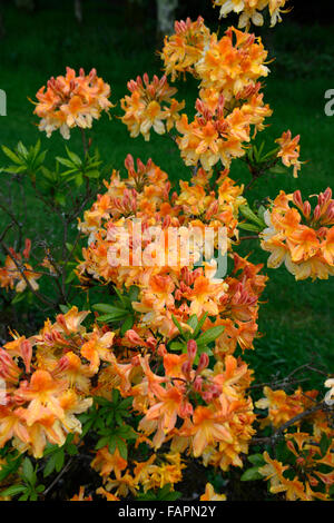 Azalea mollis hollandia fiore di arancia display fioritura fiori di primavera arbusti in fiore parco kennedy wexford floreale RM Foto Stock