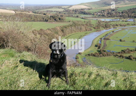 Un labrador nero seduto su di una collina con la valle e il fiume dietro dimostrando che cani anziani ancora godere di passeggiate Foto Stock