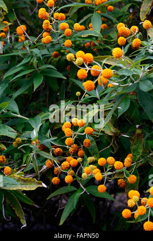 Buddleja globosa sfera arancione farfalla albero deciduo bush fioritura fiori arbusto fiorisce blossoms RM Floral Foto Stock