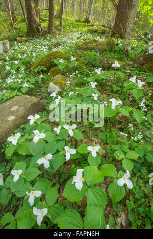 LG Trilliums a fiore bianco (T. grandiflorum), Primavera, Phacelia con frange bianche (P.frimbiata), Smoky Mt NP, USA, di Bill Lea/Dembinsky Photo Assoc Foto Stock