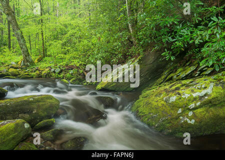 Roaring Fork fluisce intorno e al di sopra di moss ricoperta di rocce e massi, Great Smoky Mountain NP, Tennessee, Stati Uniti d'America Foto Stock