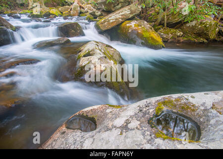 Riflessioni in pool sul boulder, polo centrale piccolo fiume, Great Smoky Mountain NP, Tennessee, Stati Uniti d'America Foto Stock