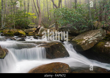 Vista della molla di una piccola cascata lungo il polo centrale piccolo fiume - Parco Nazionale di Great Smoky Mountains, Tennessee, Stati Uniti d'America Foto Stock