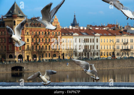 Molti gabbiani volano intorno al Ponte Carlo . Il Charles Bridge (Karlův ceca la maggior parte ) è il più antico ponte di Praga , Moldava Foto Stock