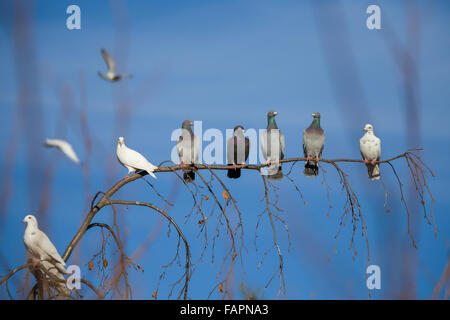 Gruppo di piccioni domestici seduta sul ramo contro il cielo blu Foto Stock