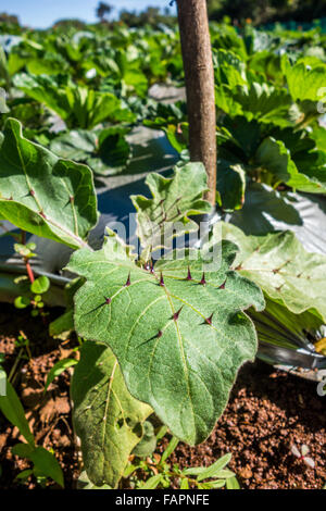 Close-up di foglia di fico d'india di Soda tropicale di Apple (Solanum viarum) cresce in una fattoria delle fragole in Mahabaleshwar, Maharashtra Foto Stock