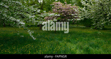 Rosa bianco fiori di ciliegio fiori fiori impostazione orchard spring wood bosco floreale RM Foto Stock