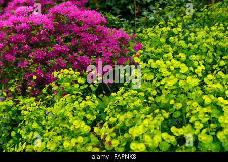 Euphorbia palustris verde lime viola azalea fiore fiori fioritura brattee display molla di colore colore combinazione floreale RM Foto Stock