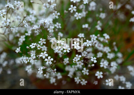 Gypsophila stevenii Steven Babysbreath Bianco fiore fiori fioritura spray spray pianta alpina piante floreali RM Foto Stock