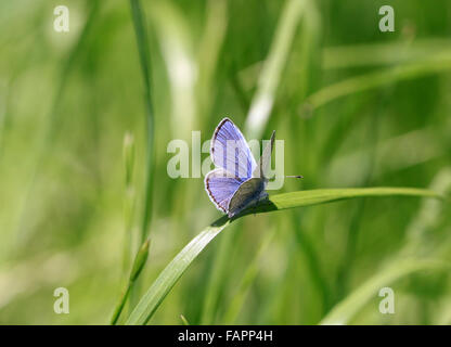 Holly farfalla blu Celastrina argiolus preso nella campagna inglese Foto Stock