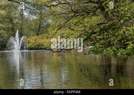 Funzione di acqua con fontana nel parco Keukenhof. Foto Stock