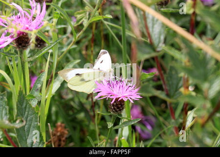 Large White butterfly Sarcococca brassicaeon Fiordaliso sulla testa di fiori nella campagna inglese Foto Stock