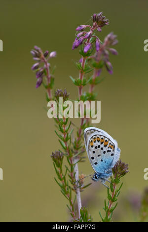 Argento-Blu chiodati Plebeius argus,maschio arroccato su heather, Shropshire, Regno Unito Foto Stock