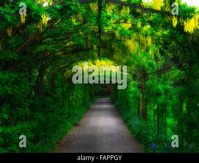 Il maggiociondolo pergola a piedi giallo racemo racemi fiori di primavera fioritura ombra ombra ombra tettoia floreale RM Foto Stock