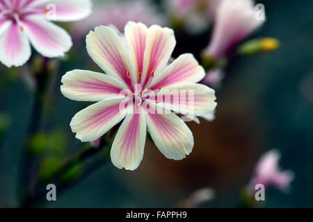 Lewisia cotiledone var cotiledone rosa bianco amaro ibrido di radice i fiori sbocciano blossom closeup close up macro floreale RM Foto Stock