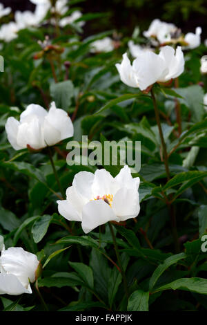Paeonia emodi fiori bianchi Himalayan Peonia peonie fiorite fiore di fiore in fiore floreale RM Foto Stock