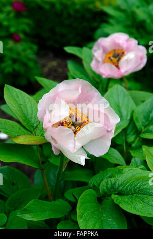 Peonia Peonie paeonia wittmanniana splendens profumati fiori estivi fioritura fioritura di bloom RM wittmans floreale Peony Foto Stock