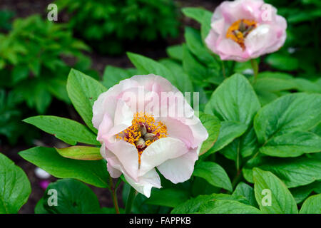 Peonia Peonie paeonia wittmanniana splendens profumati fiori estivi fioritura fioritura di bloom RM wittmans floreale Peony Foto Stock