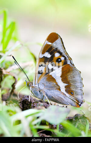 La parte inferiore di Viola imperatore butterfly Apatura iris al piano terra il percorso tenendo sali e nutrienti in boschi Fermyn riserva naturale Northhampton Foto Stock